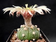 Thumbnail of 1818_Astrophytum Hybride_20130613_02(1).JPG